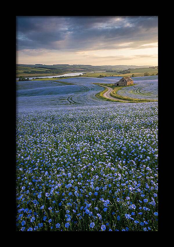 Farm Flax Bloom