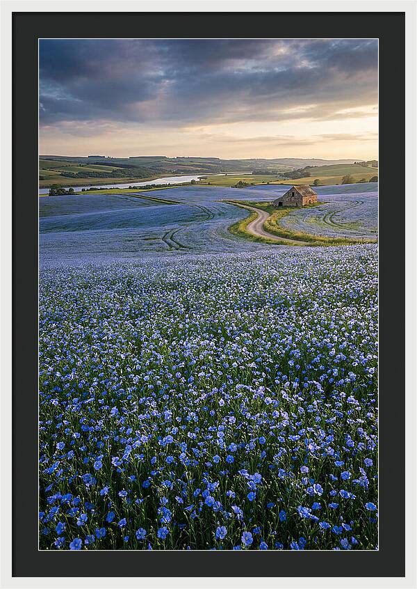 Farm Flax Bloom