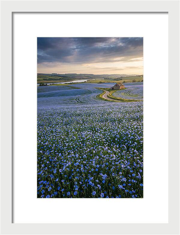 Farm Flax Bloom
