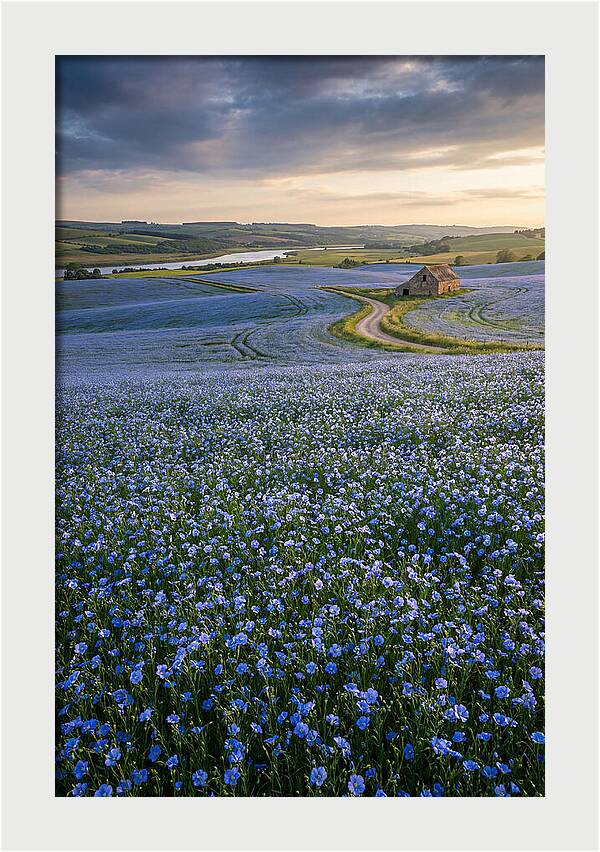 Farm Flax Bloom