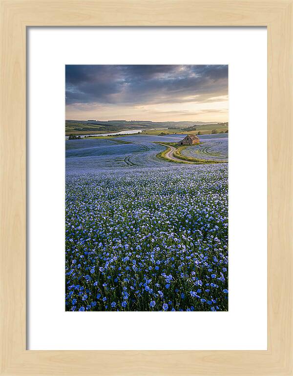 Farm Flax Bloom