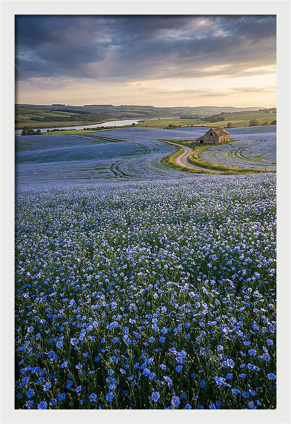 Farm Flax Bloom