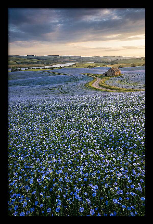 Farm Flax Bloom
