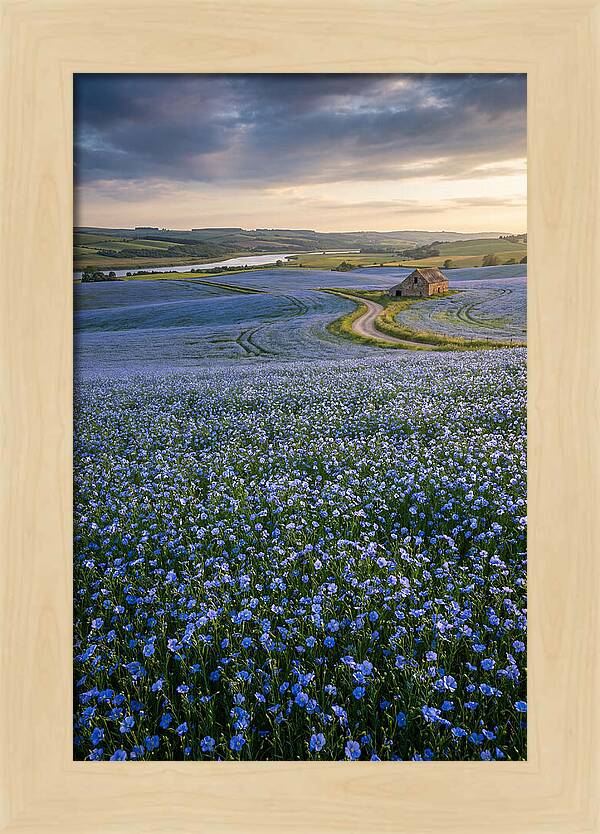 Farm Flax Bloom