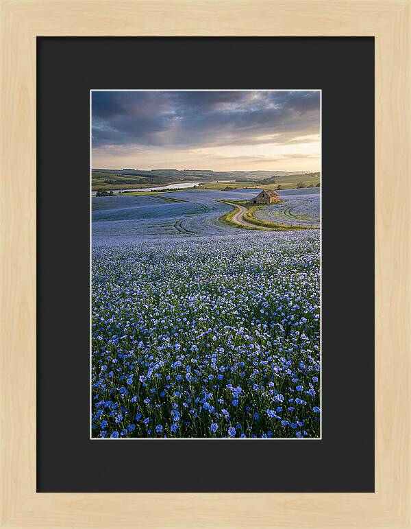 Farm Flax Bloom