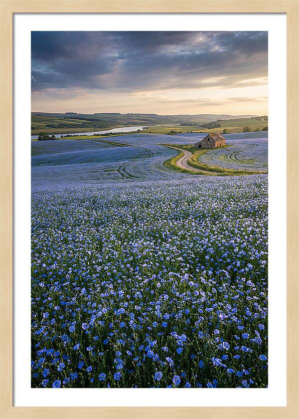 Farm Flax Bloom