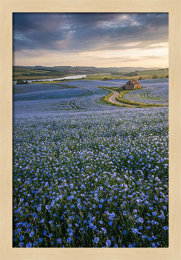 Farm Flax Bloom