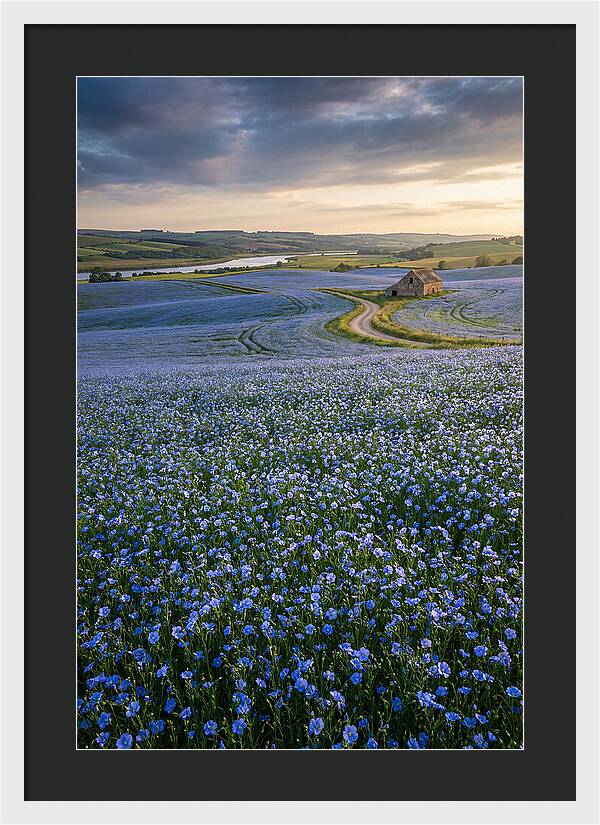 Farm Flax Bloom