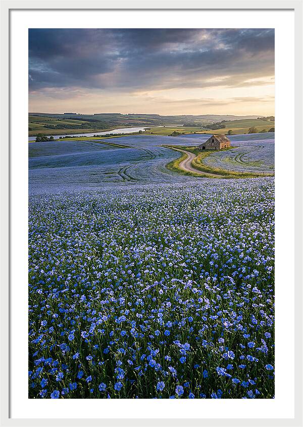 Farm Flax Bloom