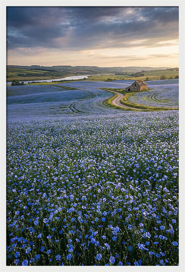 Farm Flax Bloom