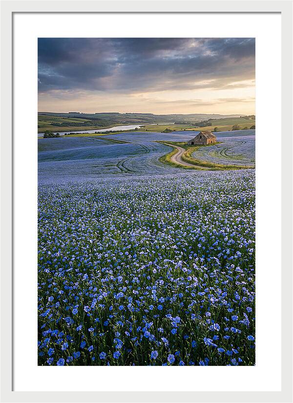 Farm Flax Bloom