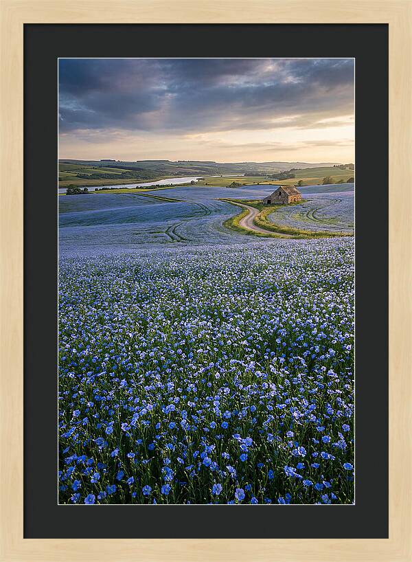 Farm Flax Bloom