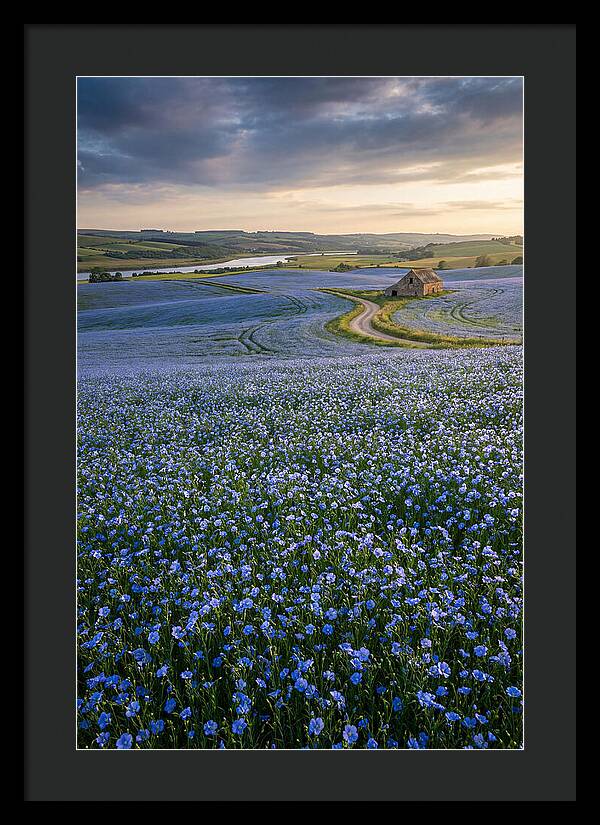 Farm Flax Bloom
