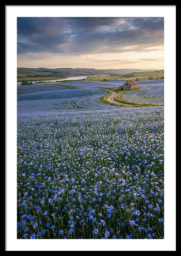 Farm Flax Bloom