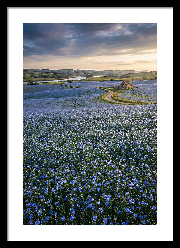 Farm Flax Bloom