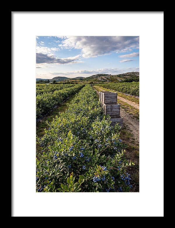 Farm Fresh Blueberries In Maine