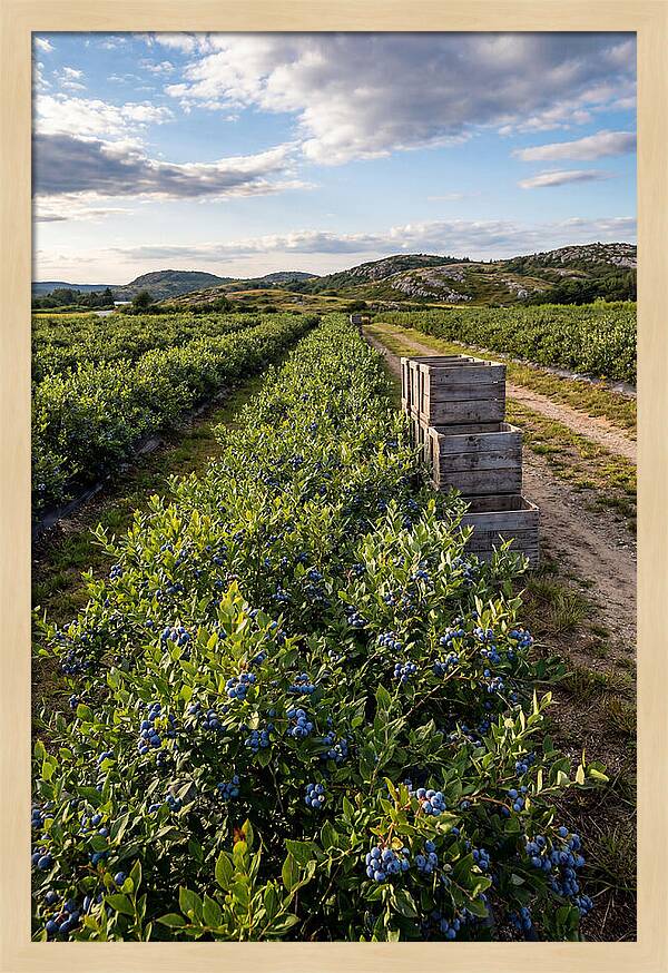 Farm Fresh Blueberries In Maine