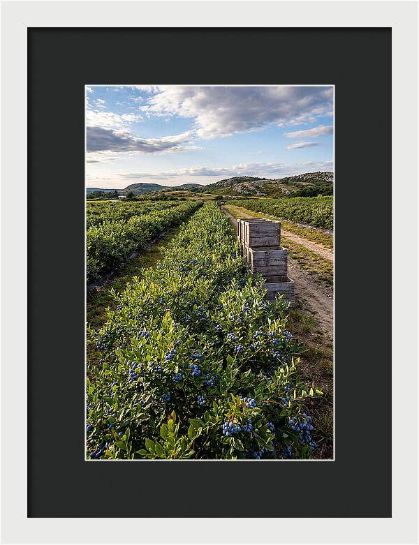 Farm Fresh Blueberries In Maine