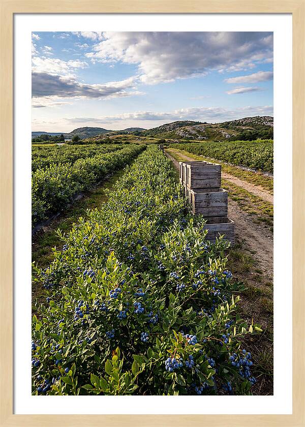 Farm Fresh Blueberries In Maine