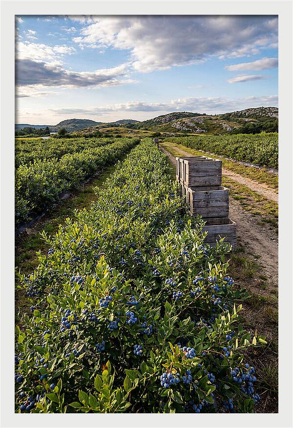 Farm Fresh Blueberries In Maine