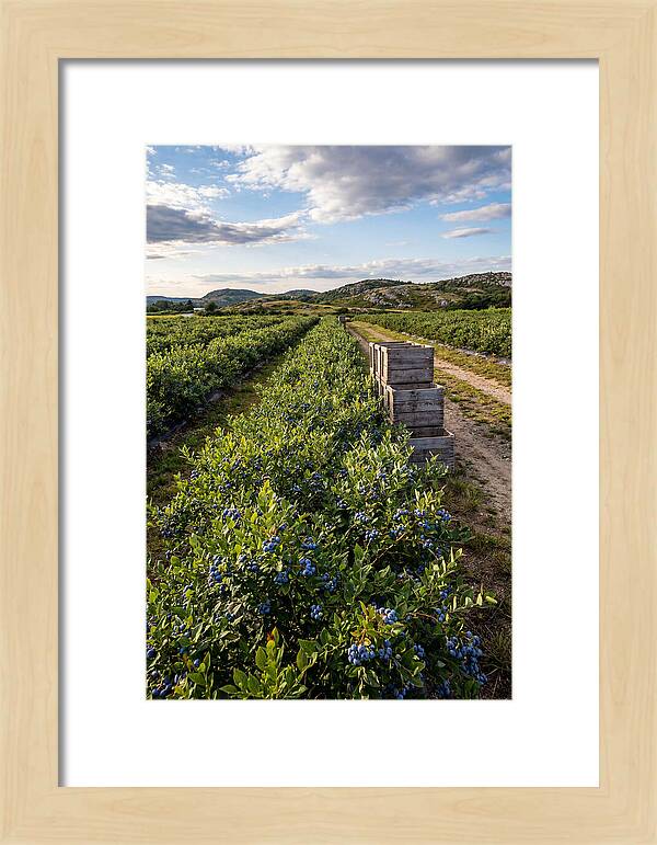 Farm Fresh Blueberries In Maine