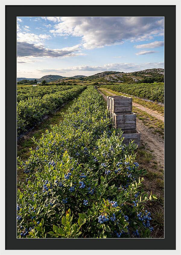 Farm Fresh Blueberries In Maine