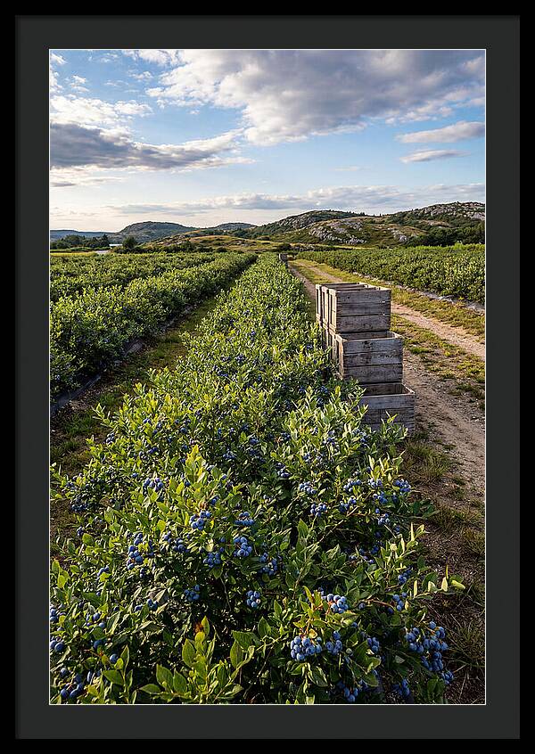 Farm Fresh Blueberries In Maine