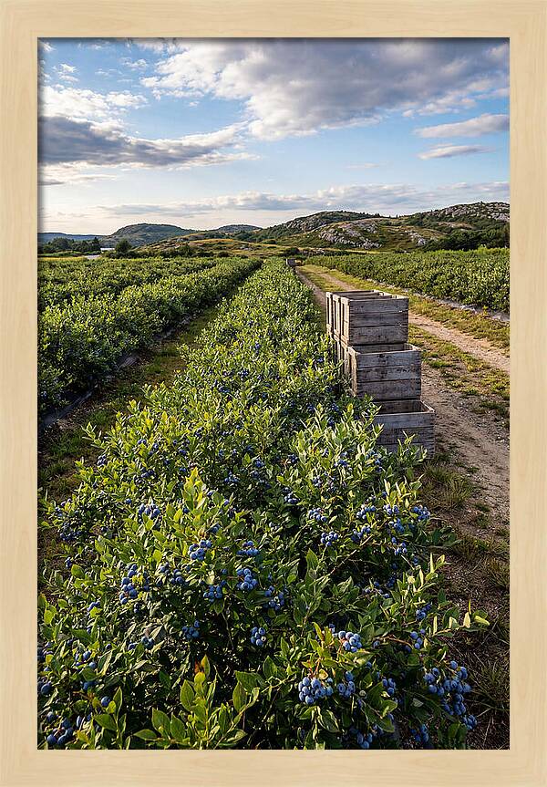 Farm Fresh Blueberries In Maine