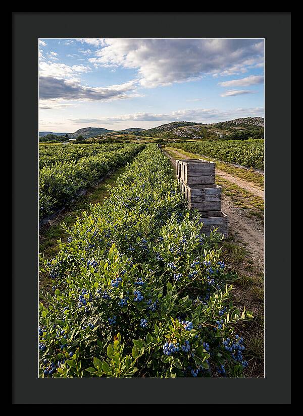 Farm Fresh Blueberries In Maine