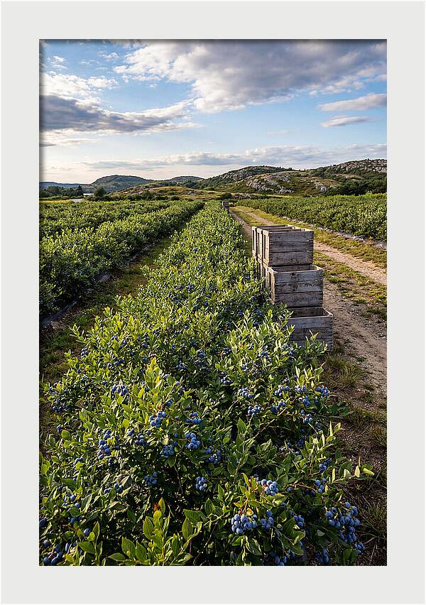 Farm Fresh Blueberries In Maine