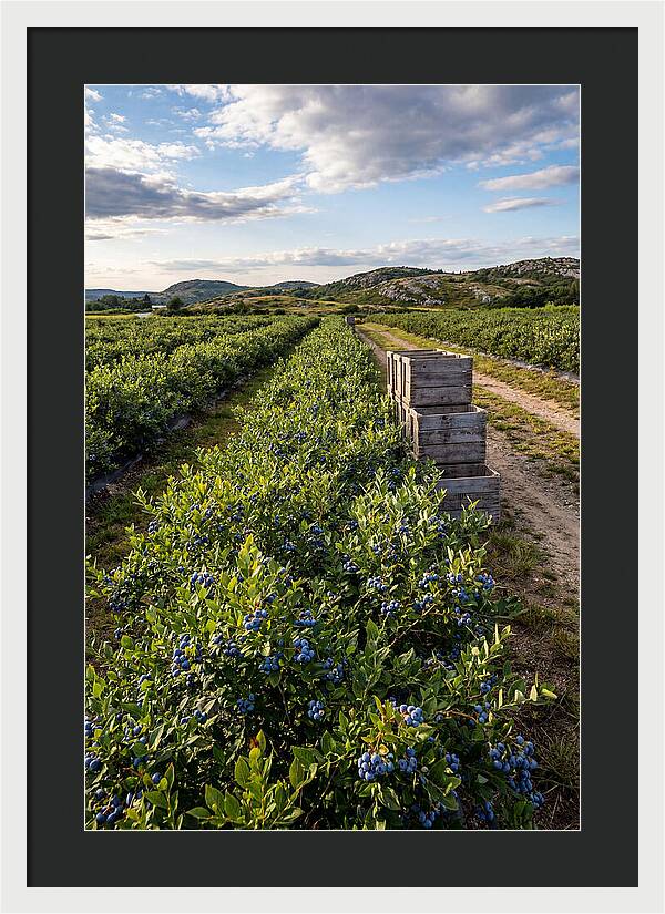 Farm Fresh Blueberries In Maine
