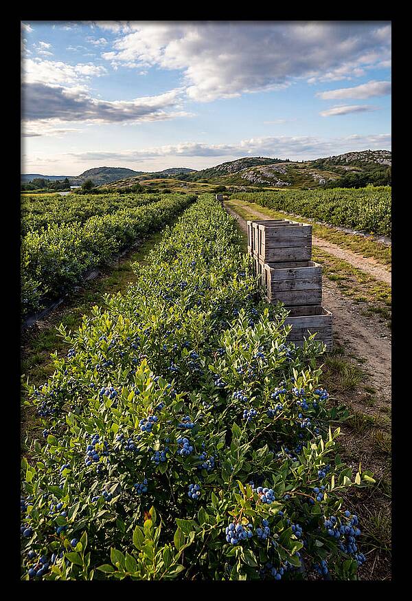 Farm Fresh Blueberries In Maine