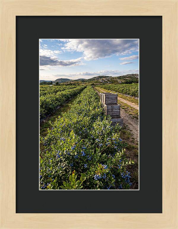 Farm Fresh Blueberries In Maine