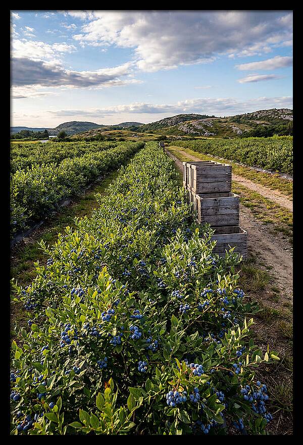 Farm Fresh Blueberries In Maine