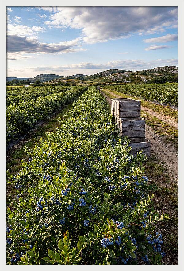 Farm Fresh Blueberries In Maine