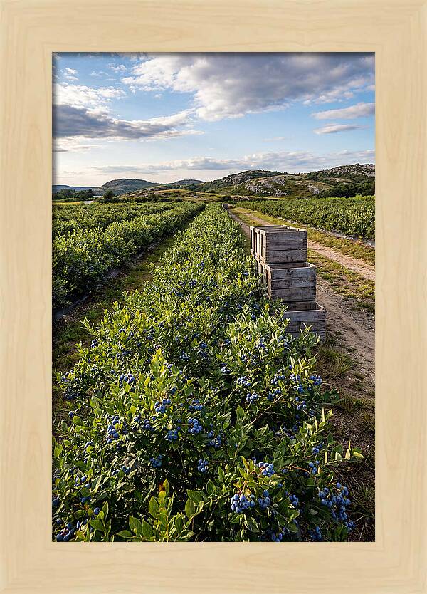 Farm Fresh Blueberries In Maine
