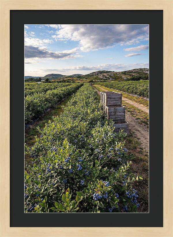 Farm Fresh Blueberries In Maine