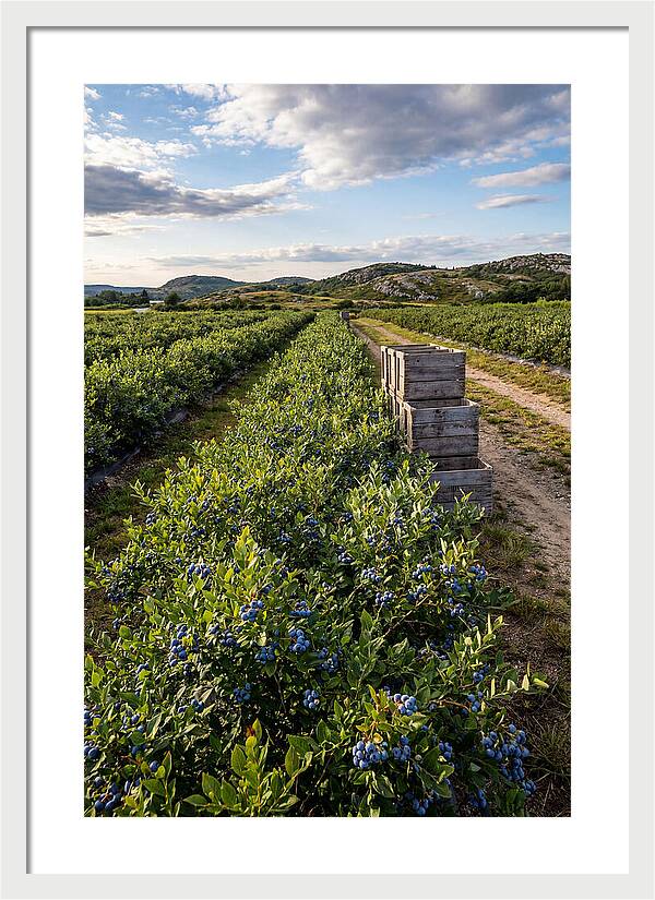 Farm Fresh Blueberries In Maine