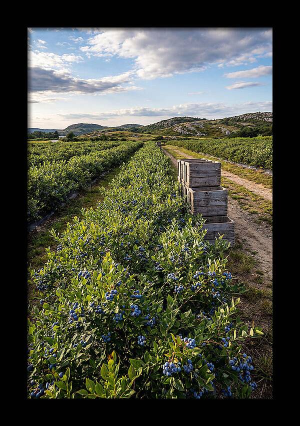 Farm Fresh Blueberries In Maine