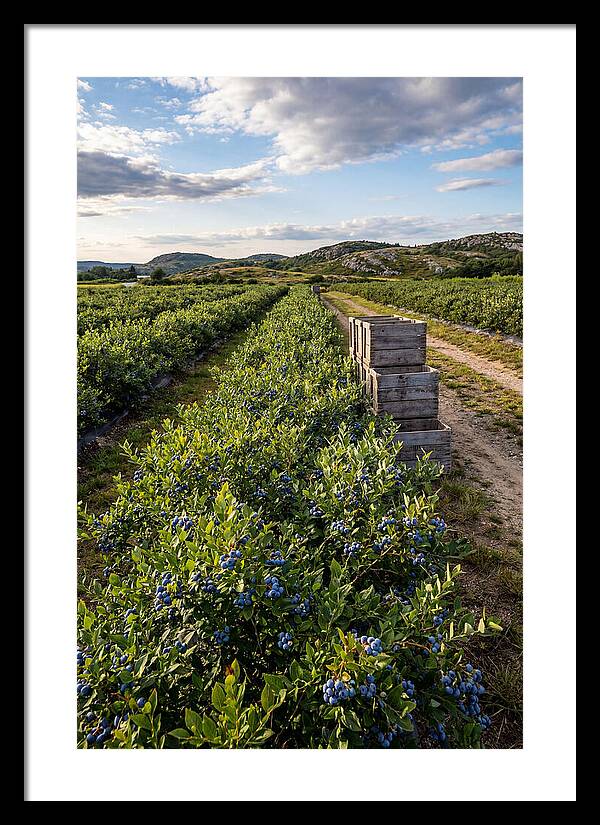Farm Fresh Blueberries In Maine