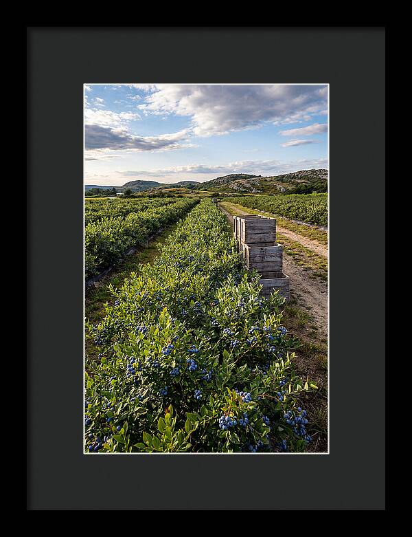 Farm Fresh Blueberries In Maine