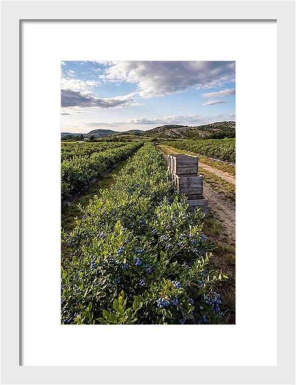 Farm Fresh Blueberries In Maine