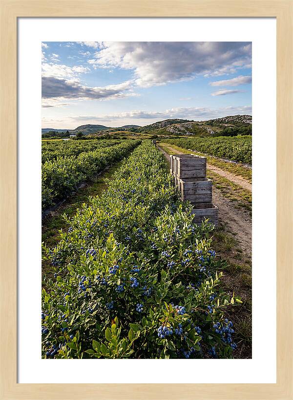 Farm Fresh Blueberries In Maine