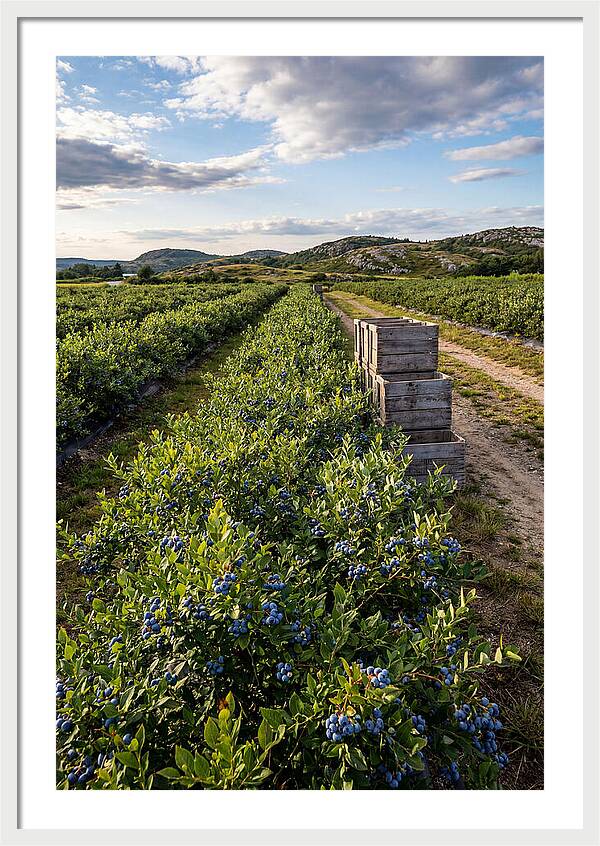 Farm Fresh Blueberries In Maine