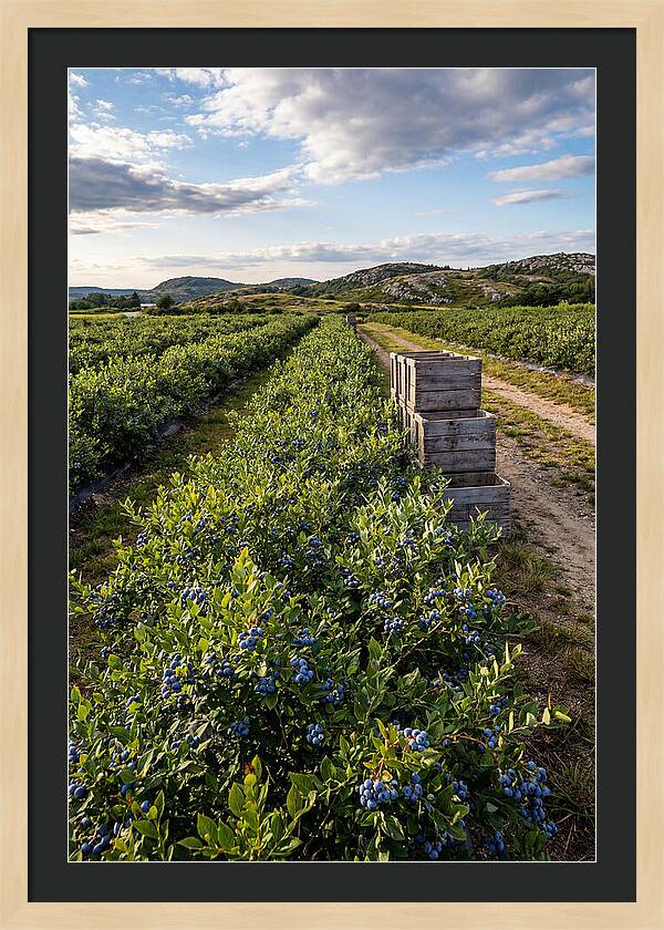 Farm Fresh Blueberries In Maine