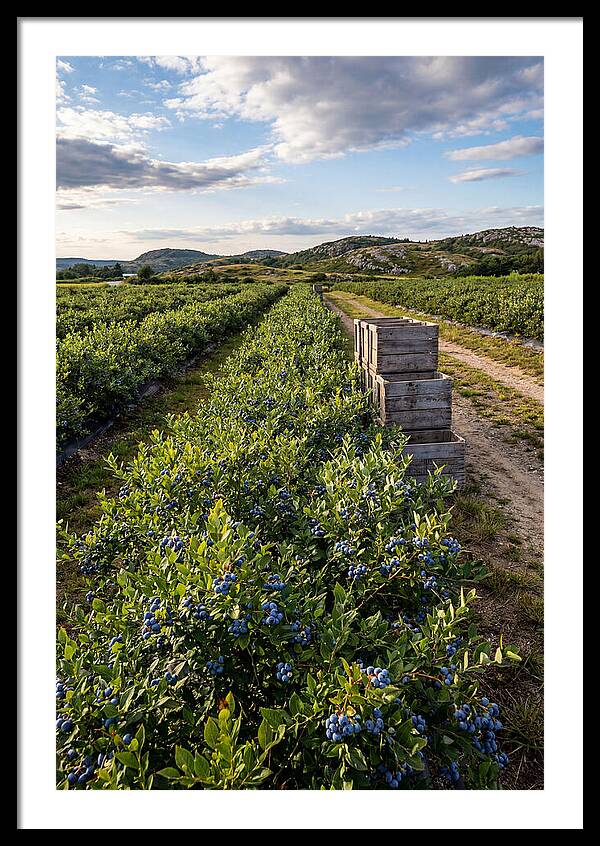 Farm Fresh Blueberries In Maine