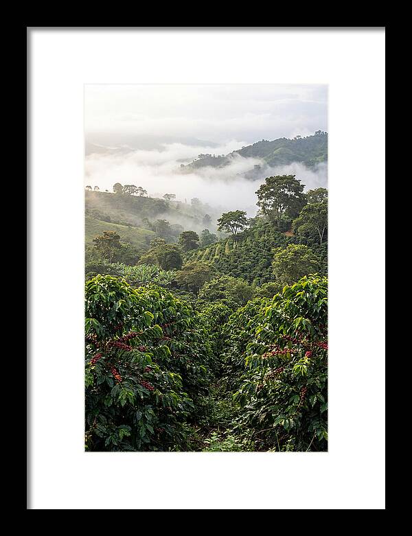 Farm Fresh Coffee Landscape