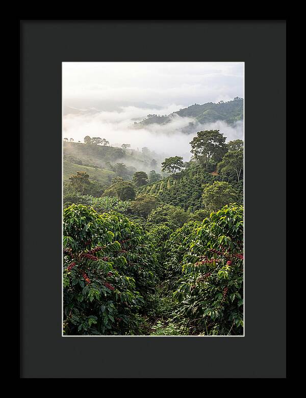 Farm Fresh Coffee Landscape