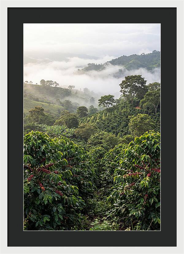 Farm Fresh Coffee Landscape