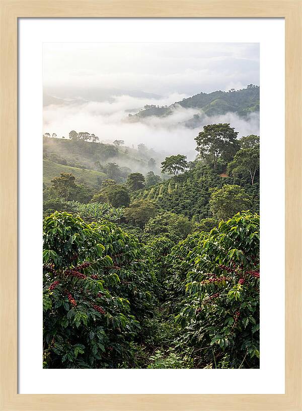 Farm Fresh Coffee Landscape